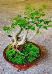 合欢花盆景的制作技巧（打造美丽生态的合欢花盆景艺术）2