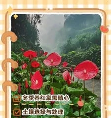 Cultivation Techniques for Anthuriums (Key Elements for Creating an Ideal Anthurium Environment and Care Tips)