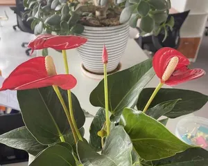 Cultivation Techniques for Anthurium (Key Elements and Care Points for Creating an Ideal Anthurium Environment) 2