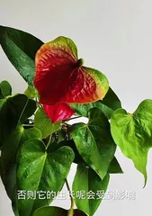 Cultivation Techniques for Anthurium (Key Elements and Care Points for Creating an Ideal Anthurium Environment) 3
