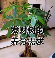 How to properly fertilize a potted money tree? (Fertilizer selection and usage tips to help your money tree thrive)