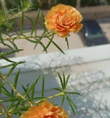 How to Repot Purslane Flowers (Indoor Potting Techniques and Care Guide)