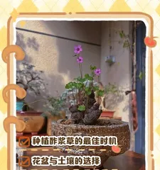 Cultivation and Care of Golden Age Grass Old Stems (Creating Beautiful Greenery at Home)