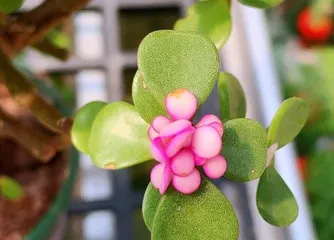 How to Repot Portulaca (Indoor Potted Plant Techniques and Care Guide) 2