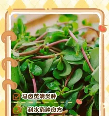 How to Repot Portulaca (Indoor Potted Plant Techniques and Care Guide) 3