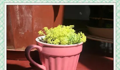 Cultivation and Care of Golden Sedum (Creating a Beautiful Green Home) 2