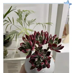 Cultivation and Care of Golden Sedum (Creating a Beautiful Green Home) 3