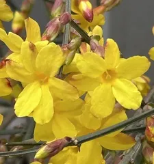 A Guide to Caring for Indoor Wintersweet Flowers (Creating a Cozy Indoor Garden for Wintersweet to Bloom with Vitality) 1