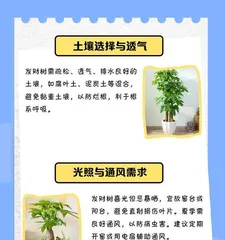 What to do if the Money Tree is waterlogged? (Teach you how to save a Money Tree troubled by watering)