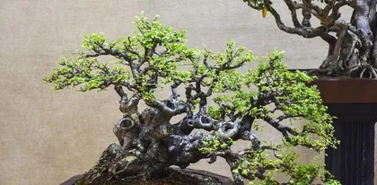 How to care for small-leaf Ilex bonsai (Creating a unique indoor bonsai, small-leaf Ilex is the key)1