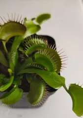 The Venus flytrap needs sunlight, why is that? (Decoding the Venus flytrap's care tips, master the correct way to expose to sunlight)