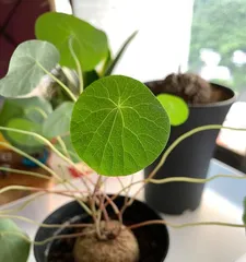 The cultivation techniques and maintenance methods of Zoysia grass (Creating a blooming Zoysia grass garden, enjoying beauty and tranquility)