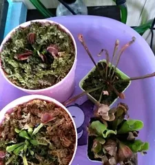 Why does the Venus flytrap need sun? (Decoding the care skills of the Venus flytrap, mastering the correct way to get sun)2