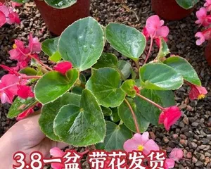 The Cultivation and Care of Glass Begonias (Understand the cultivation methods and precautions of glass begonias to do well in floral care)