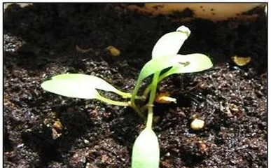 The cultivation techniques and care methods for Impatiens walleriana (creating a garden full of blooming Impatiens walleriana, enjoying beauty and tranquility) 2