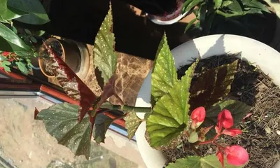 Planting and Care of Wax Begonia (understanding the cultivation methods and precautions for Wax Begonia, good flower care)2