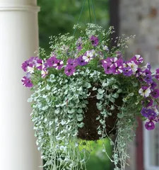 The cultivation techniques and care methods for Impatiens walleriana (creating a garden full of blooming Impatiens walleriana, enjoying beauty and tranquility) 3