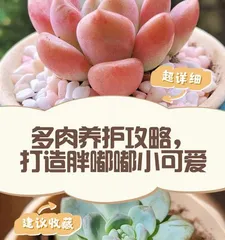 Succulent General Care Guide (Master the Key Care Techniques for Succulent General to Create a Beautiful Succulent Garden) 1