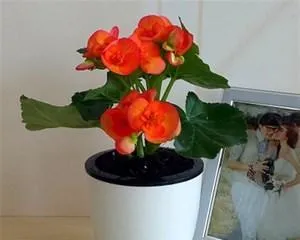 Planting and Care of Wax Begonia (understanding the cultivation methods and precautions for Wax Begonia, good flower care)3