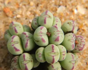 Succulent General Care Guide (Master the Key Care Techniques for Succulent General to Create a Beautiful Succulent Garden) 2
