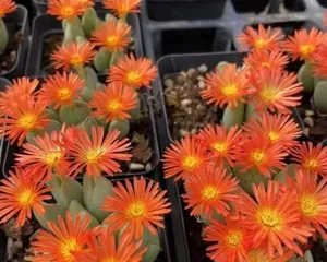Succulent General Care Guide (Master the Key Care Techniques for Succulent General to Create a Beautiful Succulent Garden) 3