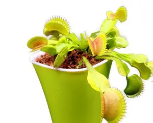 Keeping Venus Flytraps Indoors: Everything You Need to Know (From Choosing Varieties to Care Tips, Helping You Master Venus Flytraps with Ease)