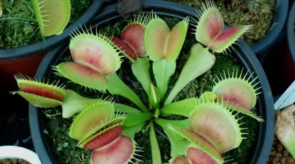 Everything you need to know about growing Venus flytraps indoors (from selecting varieties to maintenance techniques, helping you easily master Venus flytraps) 2