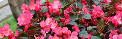 Guide to caring for Peperomia tetraphylla (Understand the characteristics and care methods of Peperomia tetraphylla to let you care for it indoors with peace of mind)