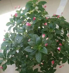 English Ivy Care Guide (Learn about the characteristics and care methods of English Ivy to grow it indoors with peace of mind) 2