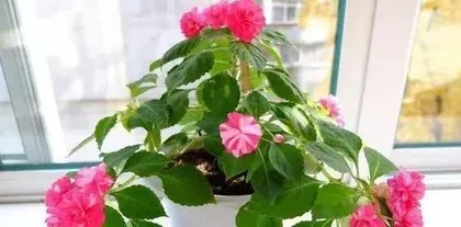 English Ivy Care Guide (Learn about the characteristics and care methods of English Ivy to grow it indoors with peace of mind) 3