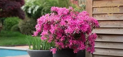 Cultivation Methods and Precautions for Andromeda Rhododendron (Creating the Most Beautiful Rhododendron Bonsai in the Garden)