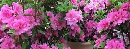 Cultivation methods and precautions for Anku Azalea (Creating the most beautiful Azalea bonsai in the garden)2