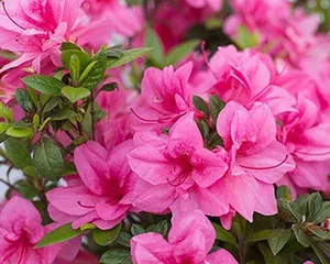 Cultivation methods and precautions for Anku Azalea (Creating the most beautiful Azalea bonsai in the garden)3