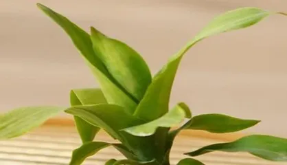 How to Safely Care for Venus Flytraps Over Winter (Tips and Methods for Winter Care of Venus Flytraps)