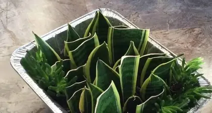 How to Safely Care for Venus Flytraps Through Winter (Tips and Methods for Winter Venus Flytrap Care) 2