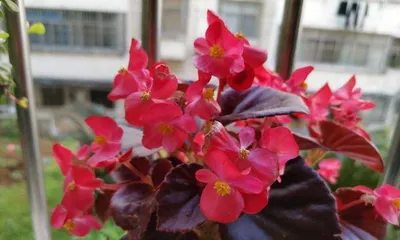 Glass Emerald – Reasons for Indoor Care (Exploring the Advantages of Indoor Care, Unveiling the Growth Journey of Glass Emerald)