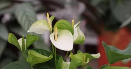 How to Safely Care for Venus Flytraps Through Winter (Tips and Methods for Winter Venus Flytrap Care) 3