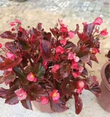 Impatiens——Reasons for Indoor Cultivation (Exploring the Advantages of Indoor Care, Unveiling the Growth Path of Impatiens) 2