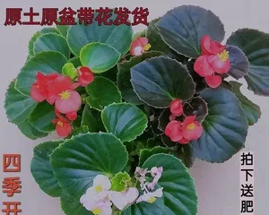 Impatiens——Reasons for Indoor Cultivation (Exploring the Advantages of Indoor Care, Unveiling the Growth Path of Impatiens) 3