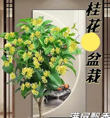 Precautions for Caring for Osmanthus Potted Plants in Winter (How to Care for Osmanthus Potted Plants in Winter)
