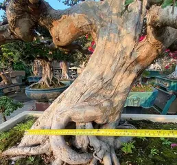 The Beauty of Large-Trunk Elm Bonsai (Creating Exquisite Bonsai Art with Large-Trunk Elm) 1