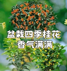 Winter Care Tips for Pot Osmanthus (How to Keep Pot Osmanthus Healthy in Winter)