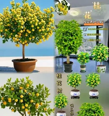 Precautions for Winter Care of Osmanthus Potted Plants (How to Care for Osmanthus Potted Plants in Winter) 2
