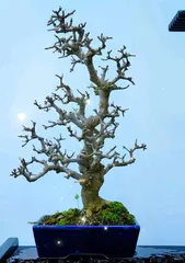 The Beauty of Large-Trunk Elm Bonsai (Creating Exquisite Bonsai Art with Large-Trunk Elm) 2