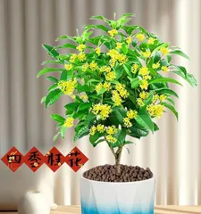 Winter Osmanthus Bonsai Care Tips (How to Help Your Osmanthus Bonsai Thrive in Winter) 2