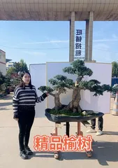The Beauty of Large-Trunk Elm Bonsai (Creating Exquisite Bonsai Art with Large-Trunk Elm) 3