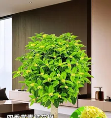 Precautions for Winter Care of Osmanthus Potted Plants (How to Care for Osmanthus Potted Plants in Winter) 3