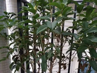 Winter Osmanthus Bonsai Care Tips (How to Help Your Osmanthus Bonsai Thrive in Winter) 3