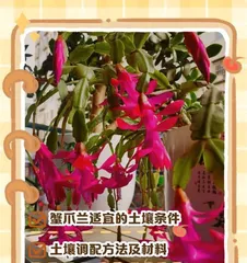 Cattleya Care Guide (Detailed Explanation of Cattleya Planting Methods and Maintenance Techniques)