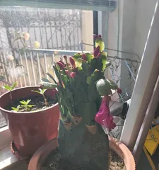 Epiphyllum Planting Guide (Detailed planting methods and care tips for Epiphyllum) 2